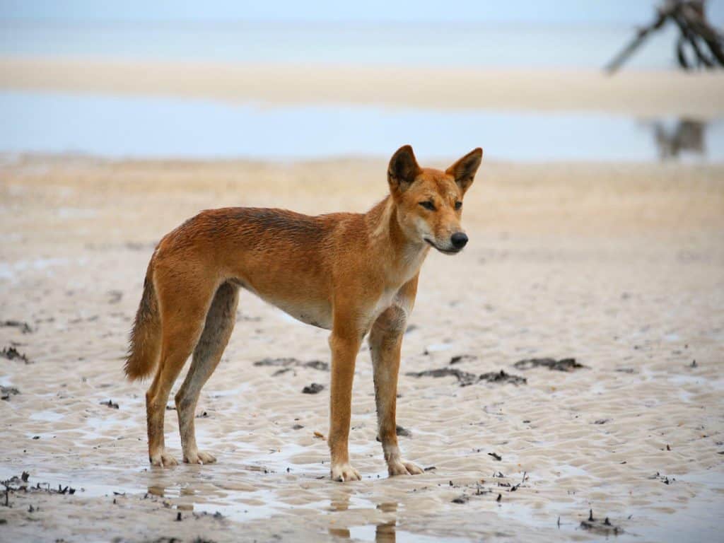 Dingo on Fraser Island
