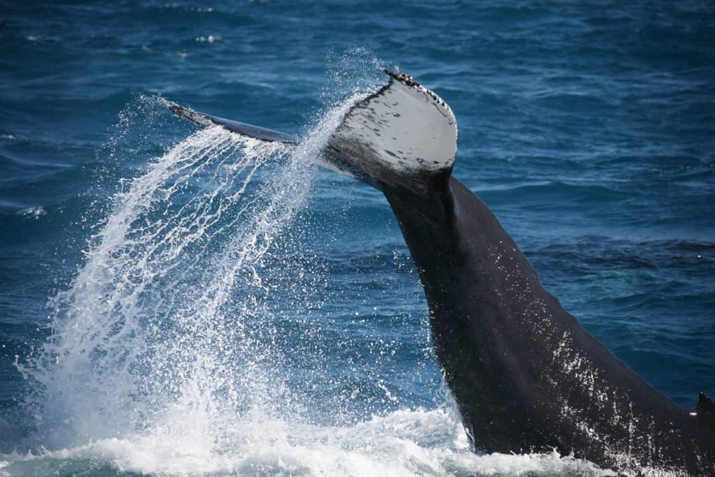 Tail breech by a humpback whale