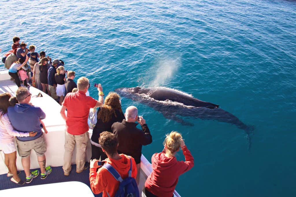 Guests on Tasman Venture watching a humpback whale
