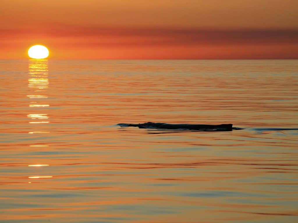 Sunset with a humpback whale breaking the surface