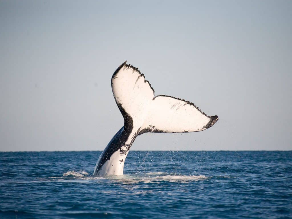 Huge white tail of a humpback whale