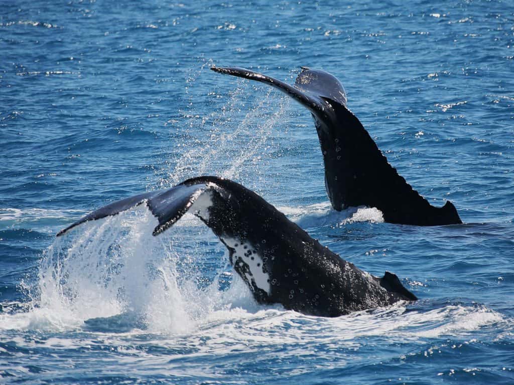 Tails of two humpback whales