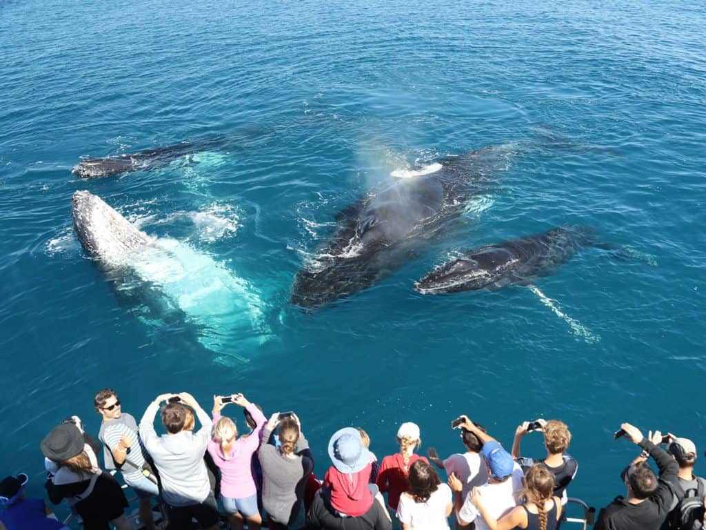 Humpback whale watched by guests on a Tasman Venture tour