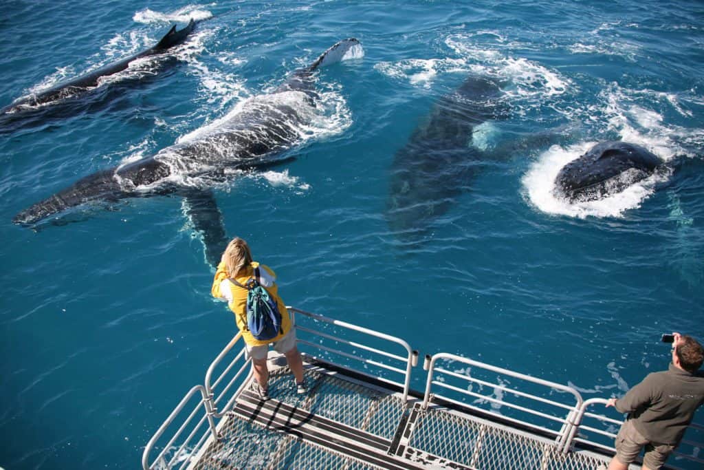 Four humpback whales off the back of a boat