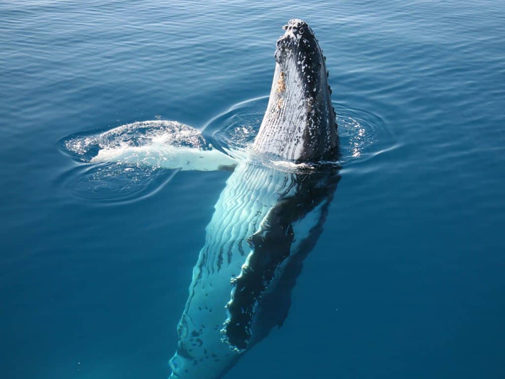 Humpback whale breaking the surface
