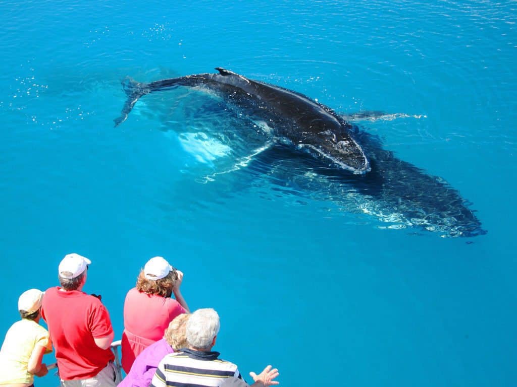 Five people viewing a humpback whale, Hervey Bay