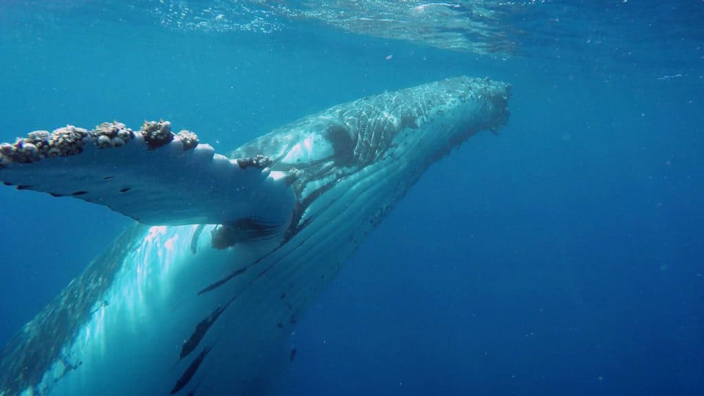 Humpback whale, Hervey Bay