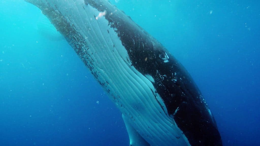 Underwater photo of humpback whale, Hervey Bay