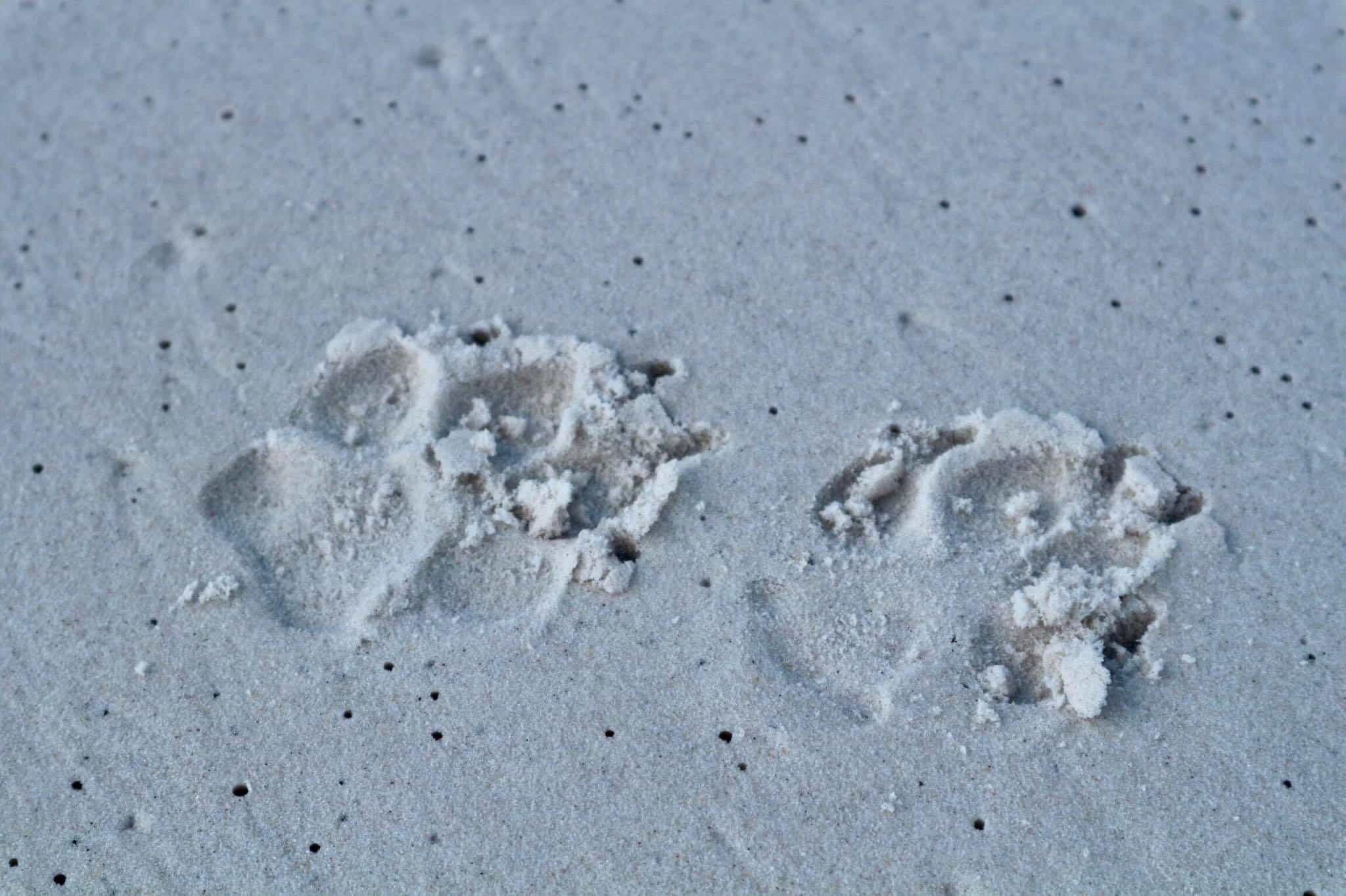 Dingo footprints in the sand