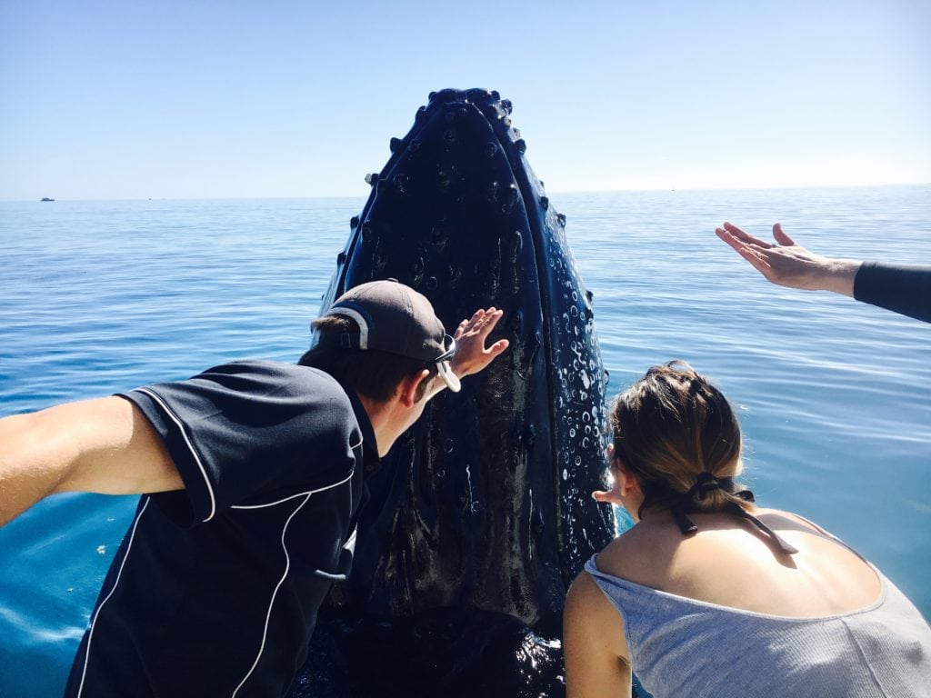 Close Encounter Humpback Whale