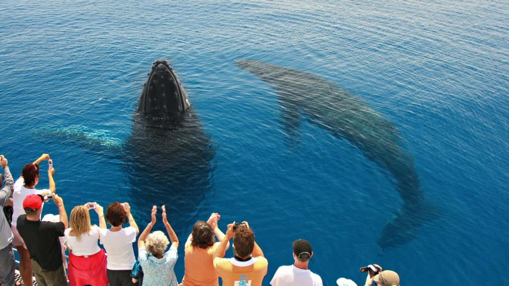 Experience Australia’s Best Whale Watching Tours from Hervey Bay