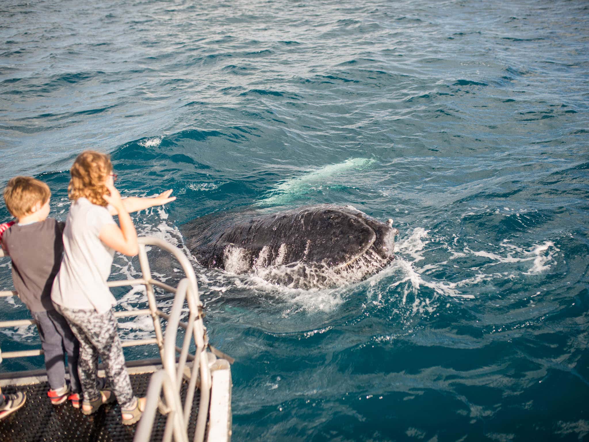 Tasman Venture Whale Warrior Program 7833