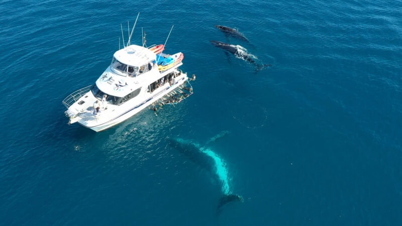 Whale Immersion