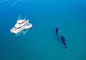 Remote Fraser Island and Whales