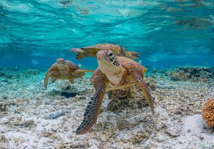 turtles on Lady Elliot Island