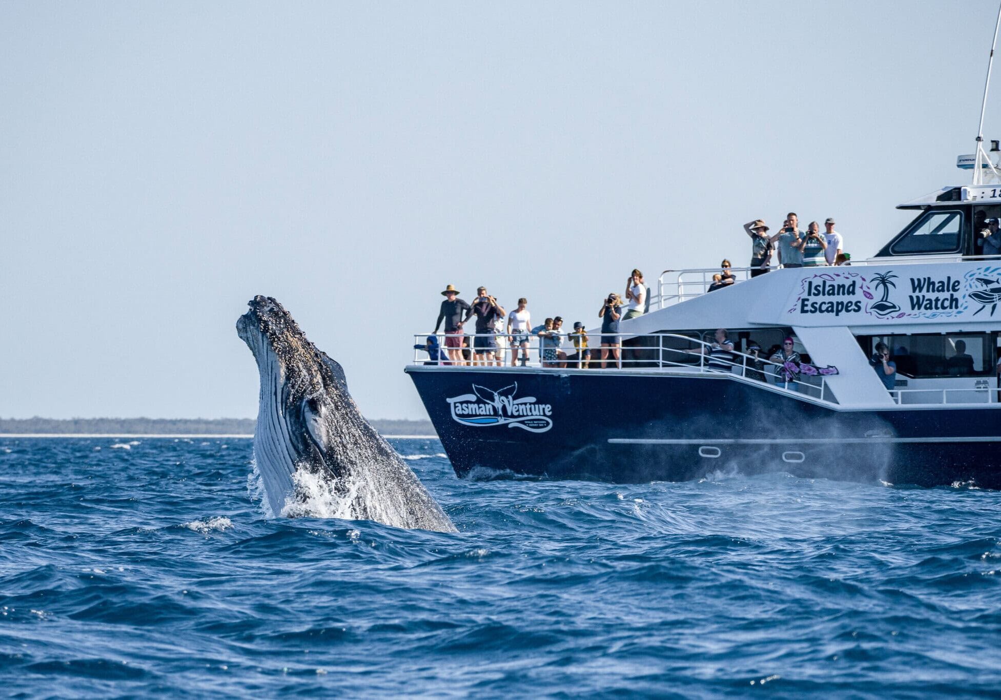 Humpback whale watched by guests on a Tasman Venture tour