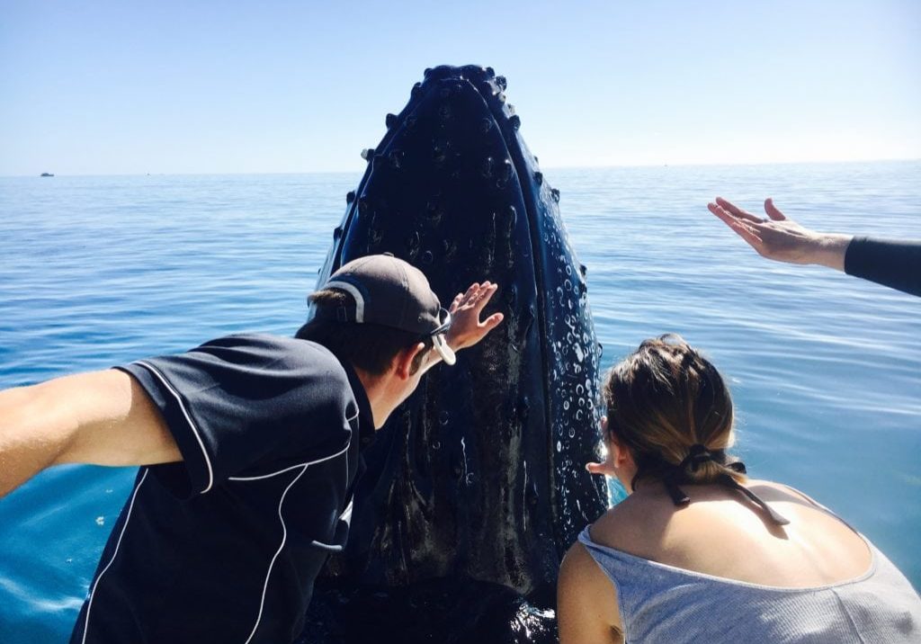 Close Encounter Humpback Whale